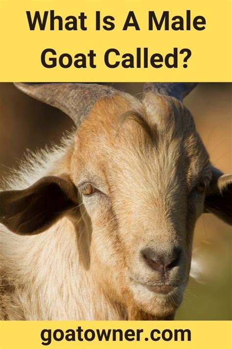 who is called the goat